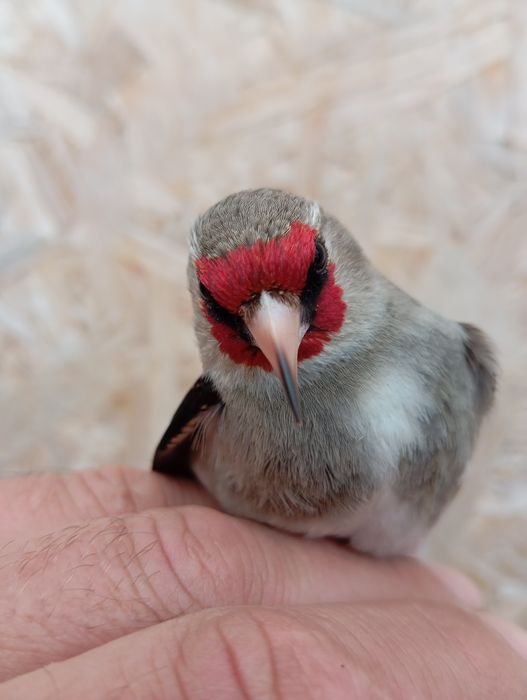 Продам выдержанную птицу