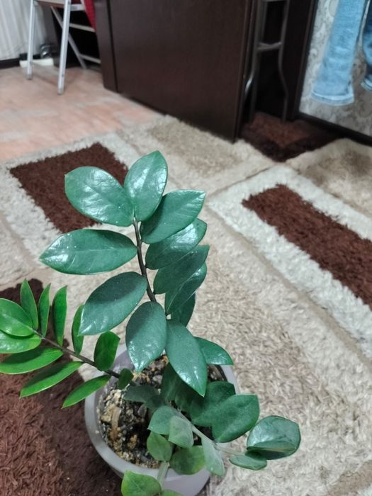 Продам долларовое дерево
