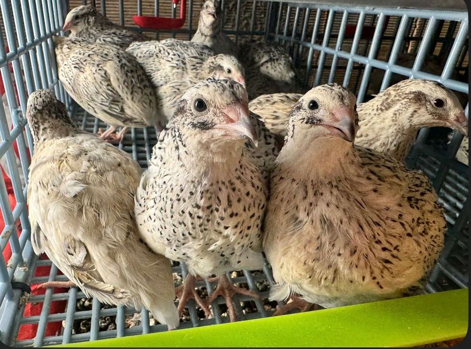 Яйца от пъдпъдъци за люпене и консумация