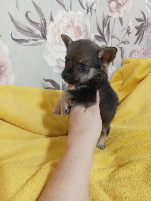 Продам щенка шпице тоя