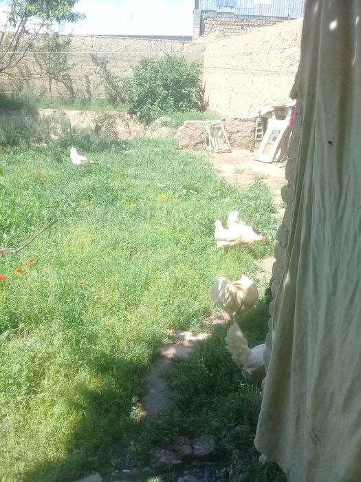 Joydori honaki tovuq tuhumlariДомашнее куриное яйцо Domestc hen's eggs