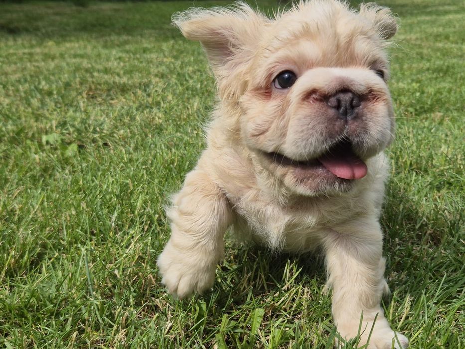 Bulldog francez fluffy