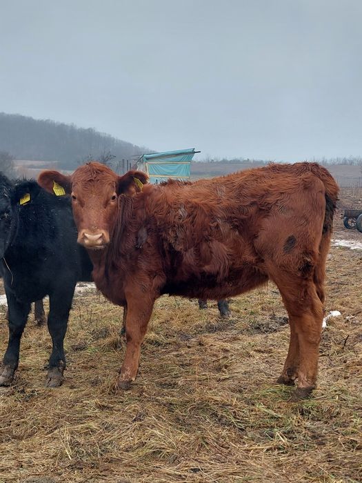 De vanzare  vitele angus