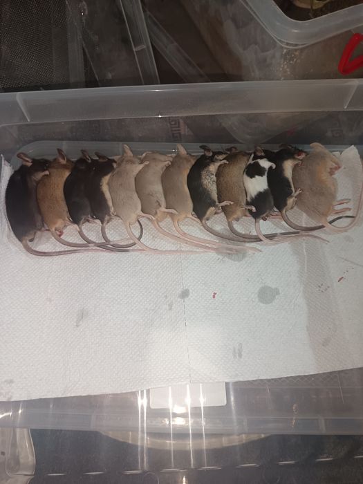 Hrana reptile ( mealworms / viermi de faina , blatta lateralis / turkmenistan roach,  soareci de  laborator )