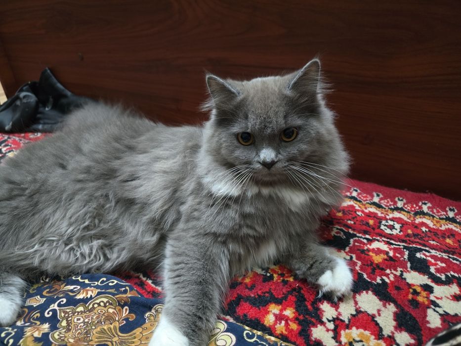 Манчкин и Скотш страйт