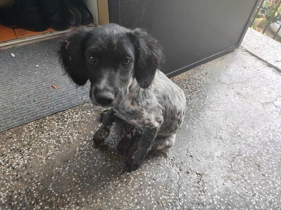 Куче бретон шпаньол женско подарява