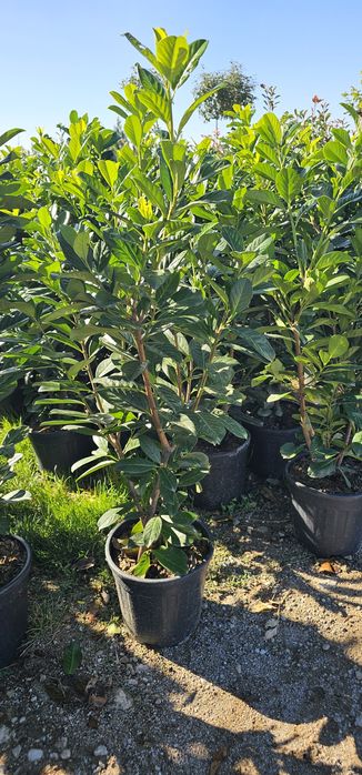 Cupressocyparis leylandii  - Arizonica - Gold