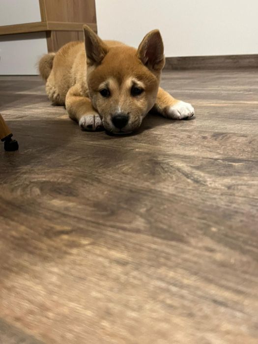 Шиба Ину момченце