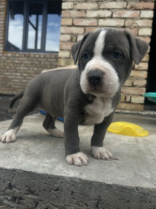 Продам щенка кубинского питбуля