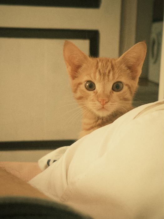 Котенок 4 месяцев