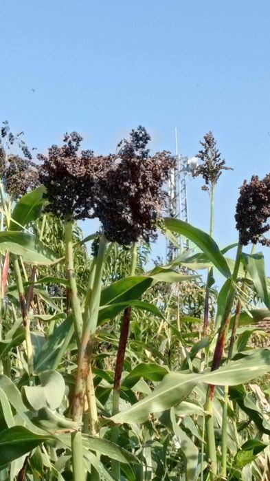 Стари сортове семена