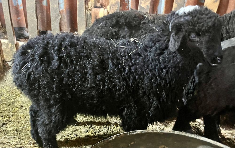 Продам 2 баранчика 3 месячные