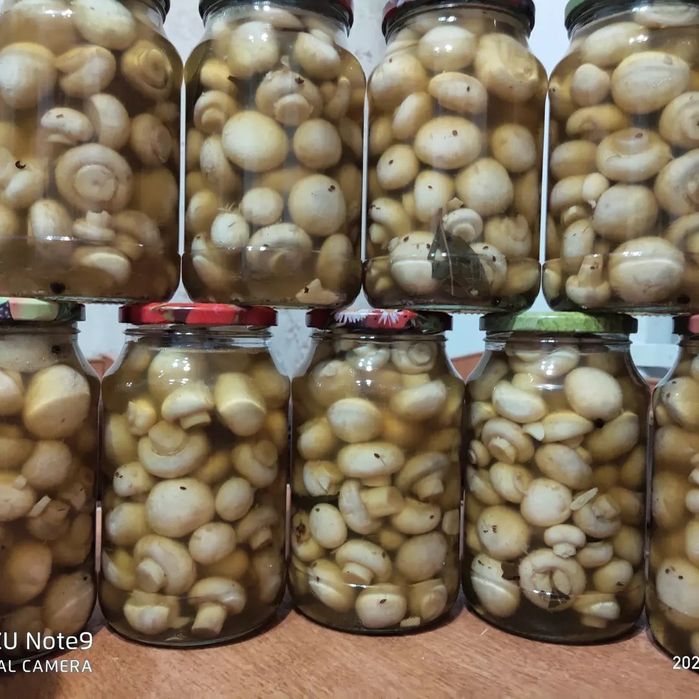 Шампиньоны, вешенки , грибы