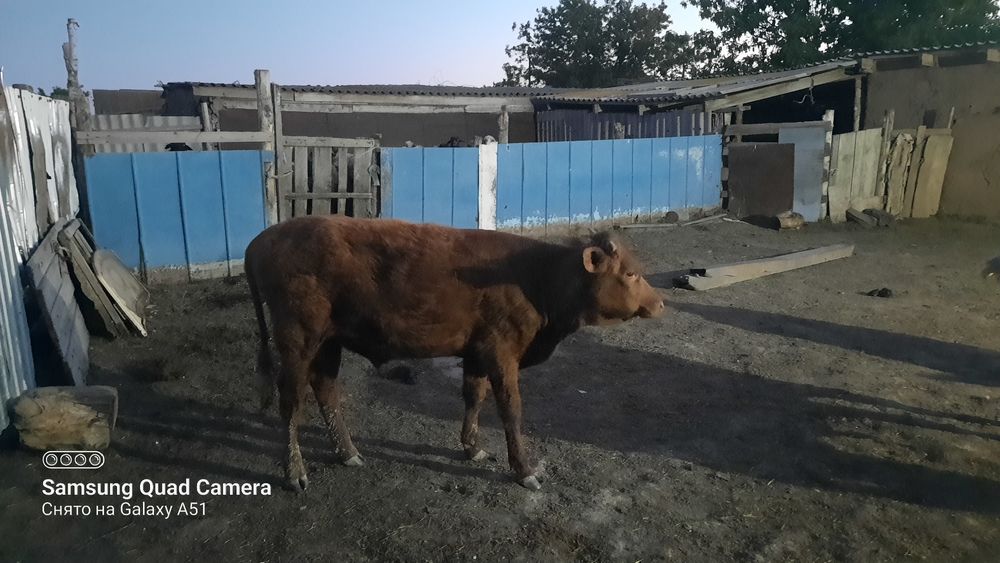 Сиыр жане бір жылдық баспактар сатылады