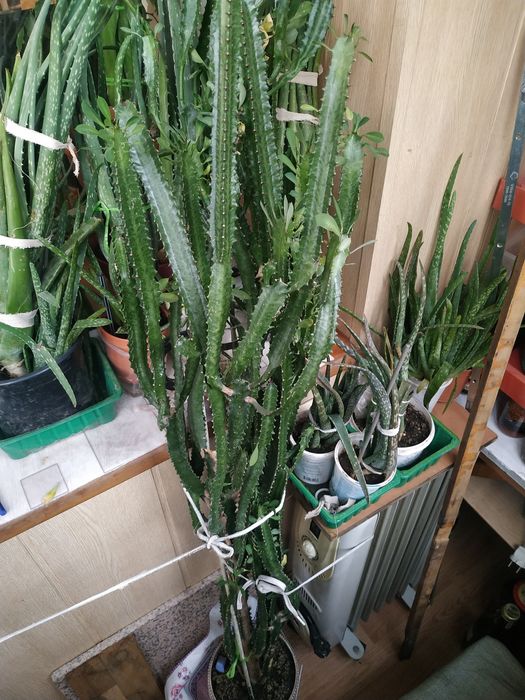 Продам Алоэ , Мелисса , Толстянка , Фикус.