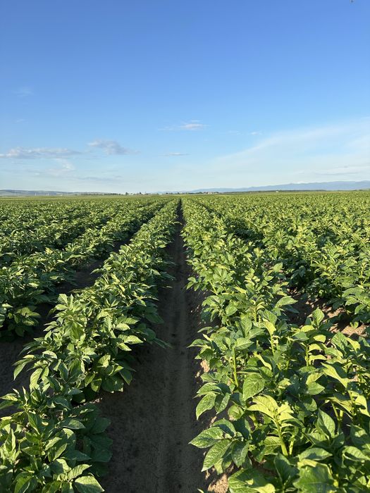 Sămânță de cartofi 2025