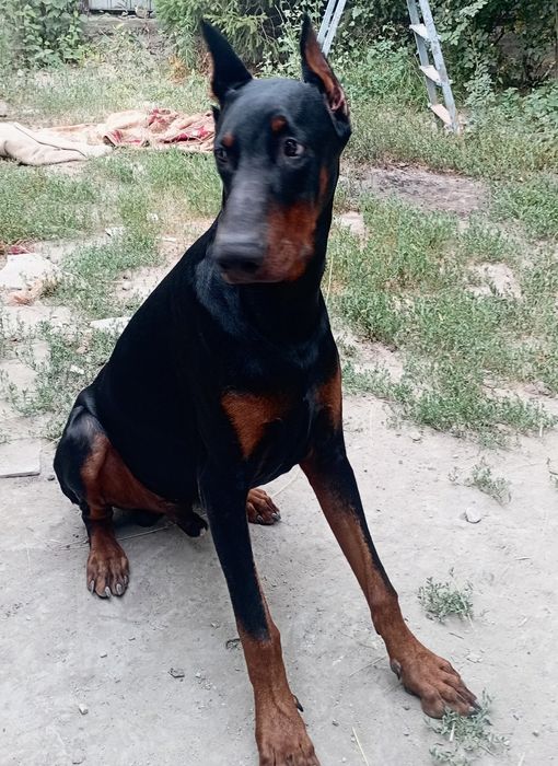 Доберман для видеосъемки и фотосесии