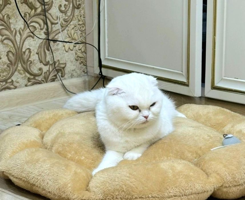 Продажа породистой кошки скотиш фолд