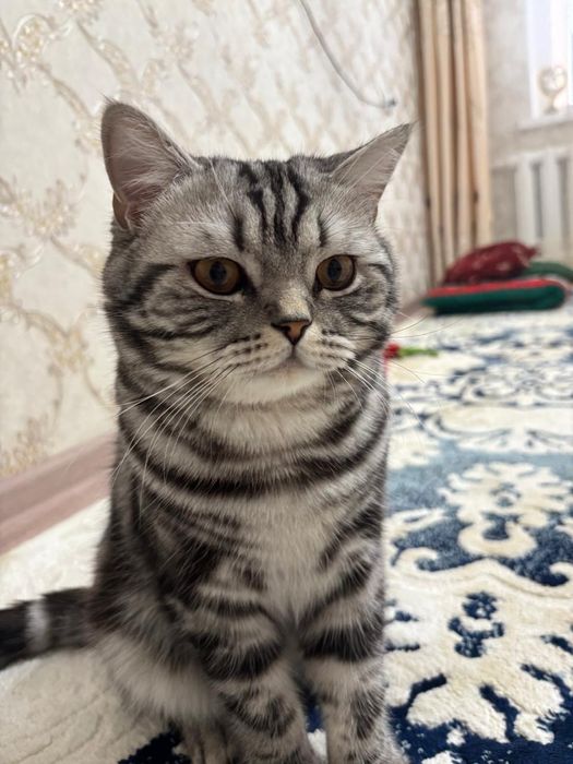 Продадим кота шотландец