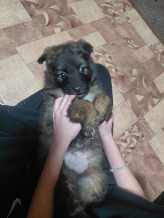 Щенок от немца в хорошие руки.