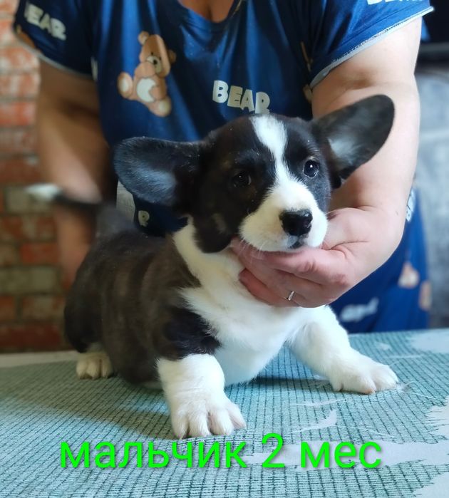 Щенки вельш корги кардиган