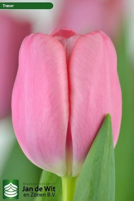 Тюльпаны оптом на 8марта