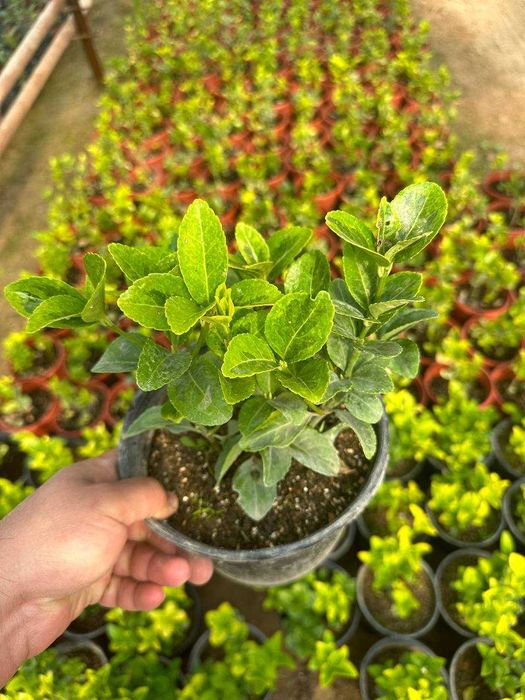 Japonica Bravo 3 L.Euonymus Aurea Viburnum Lucidum 3L .Green Spire 3 L