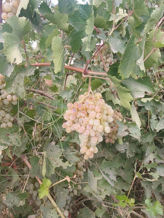 Жузим тайпи сорт