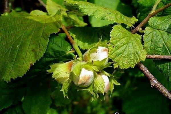 Pomi Fructiferi deosebiti  alun tonda gentille