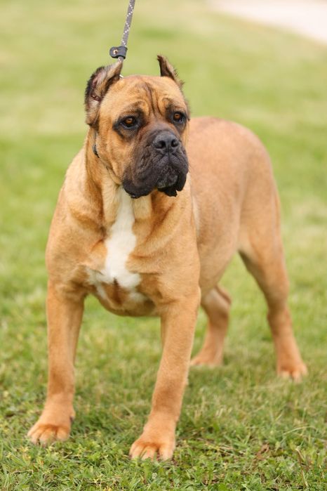 Femela Cane Corso cu pedigree