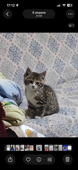 Пропал котик 5-6 месяцев