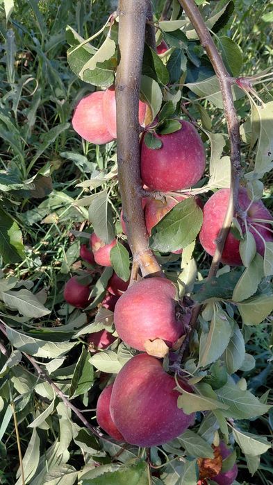Продам яблоки американка и золотой
