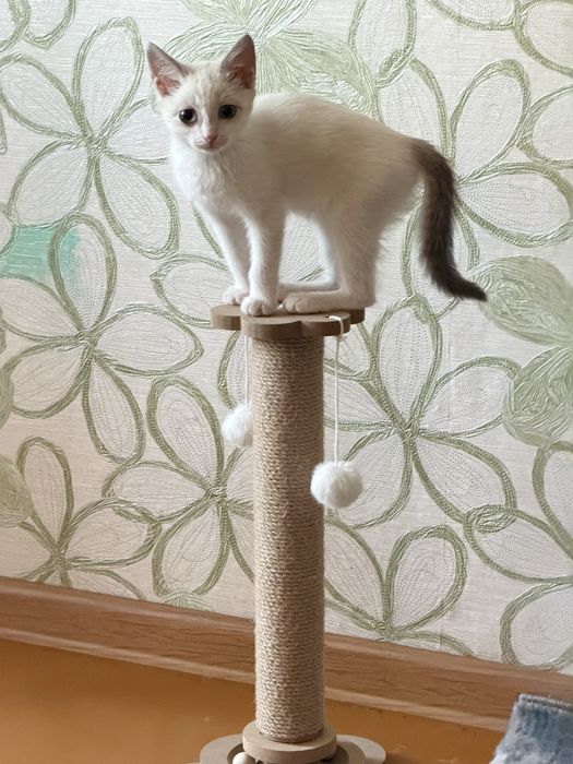 Отдам кошечку в добрые руки