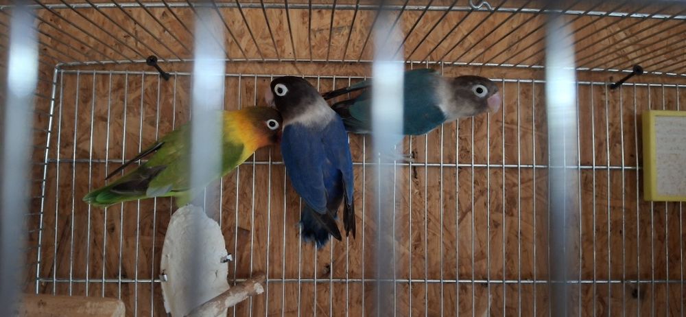 4 perechi de agapornis