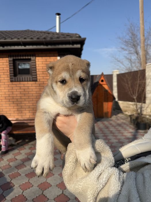 Продаются щенки алабай