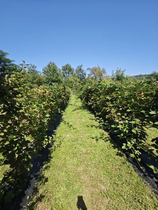Vând butași de mure – soi Thornfree
