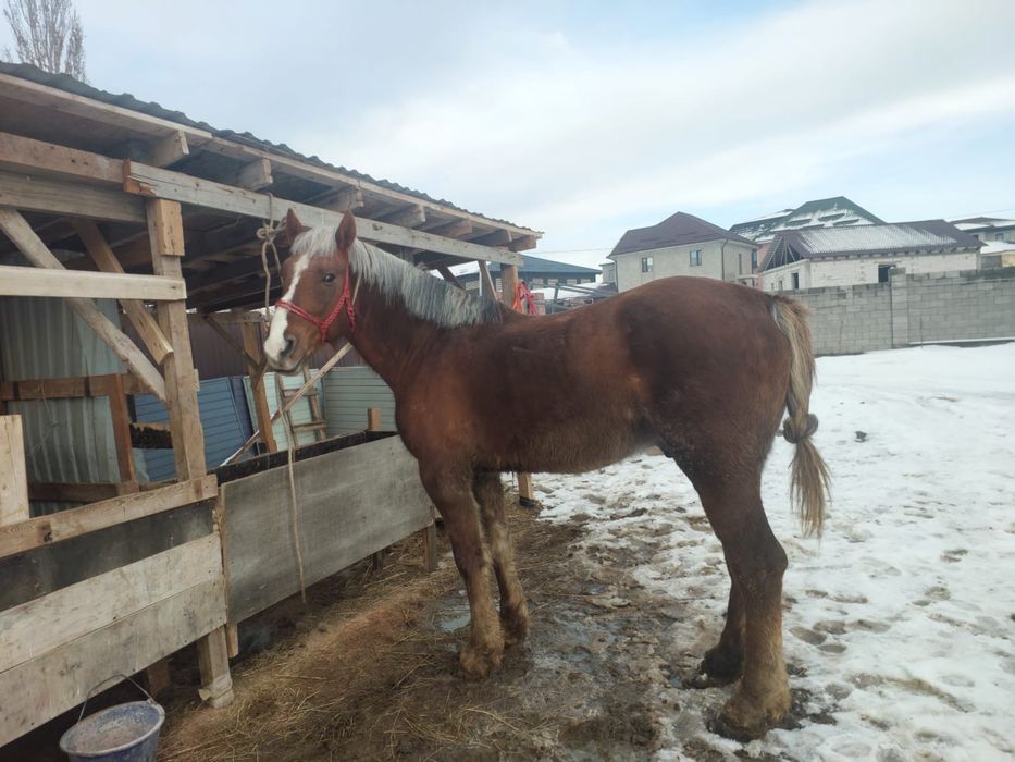 Айғыр сатылады 5 жасар