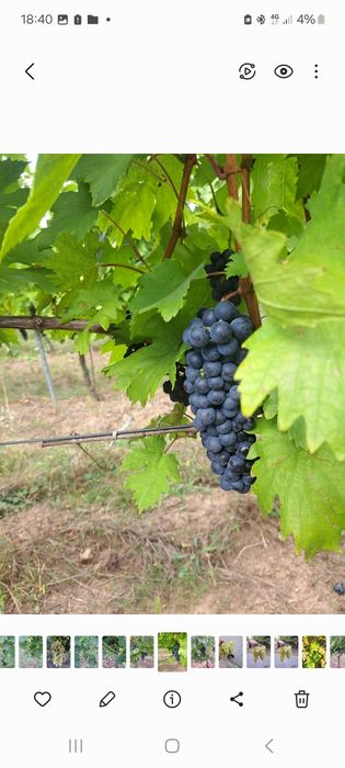 Vând struguri pentru vin