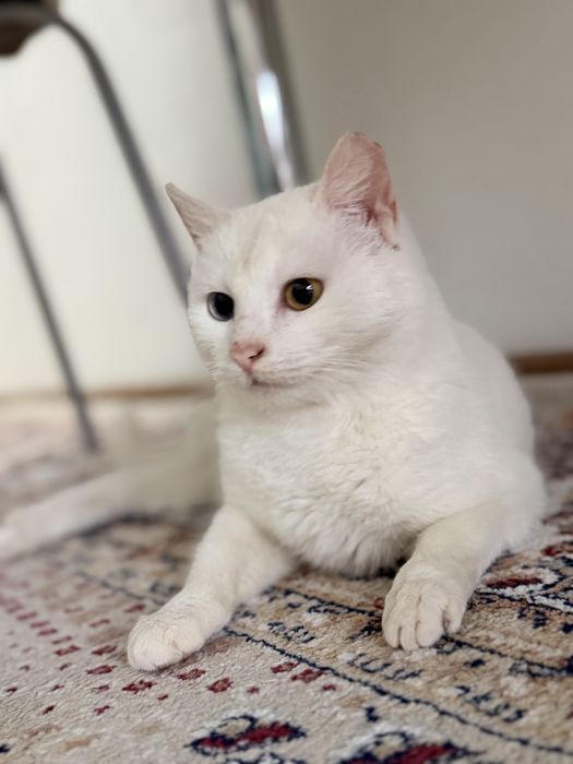 Кошка турецкий ван