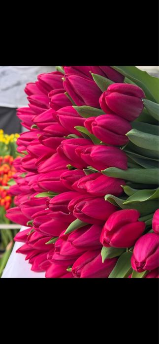 Тюльпаны в Балхаше