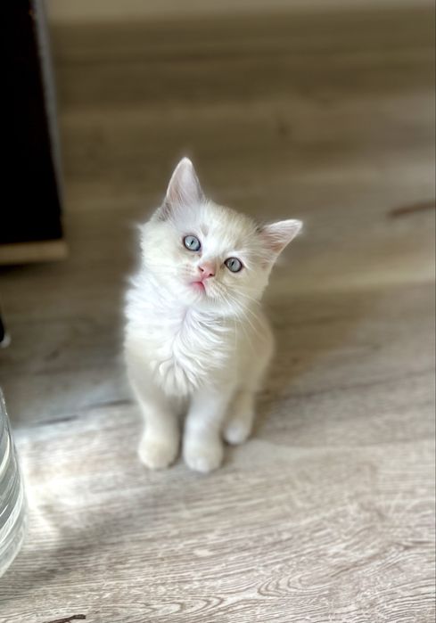 Puiuț Ragdoll blue