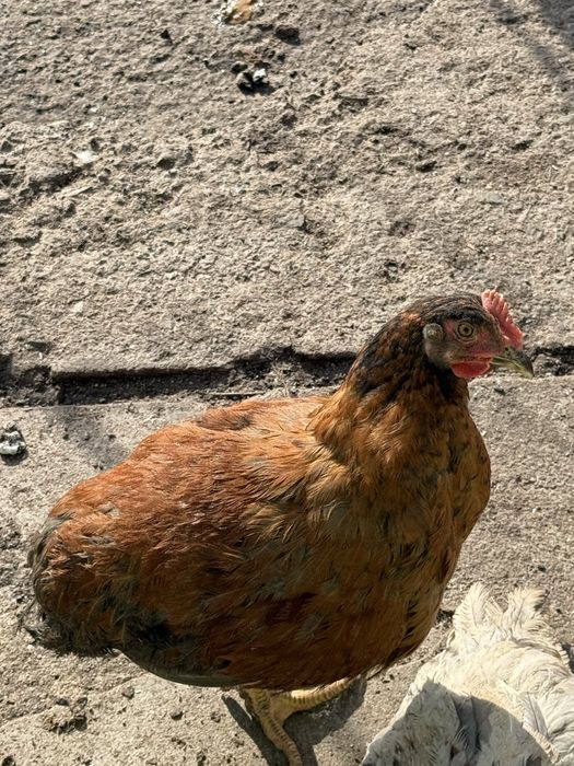 Млади петлета за месо