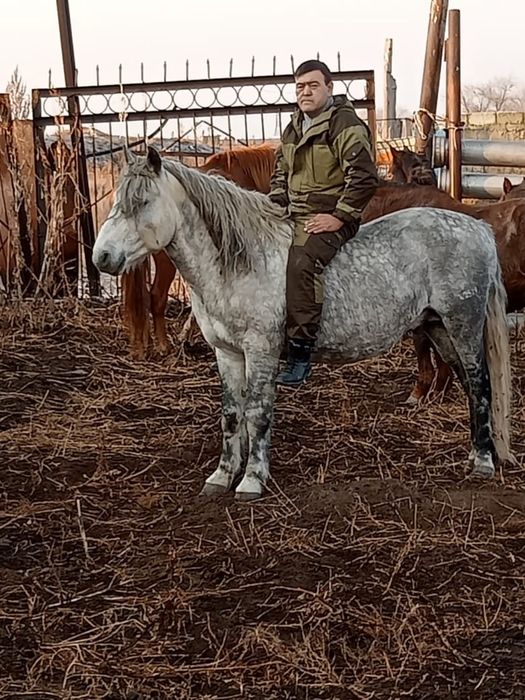 8 жасар Қазақы Айғыр сатылады