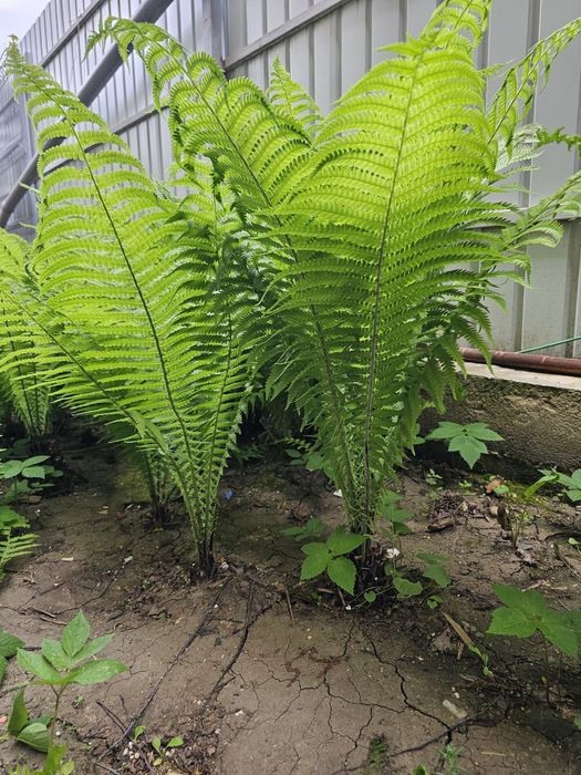 Lot 10 plante feriga strut