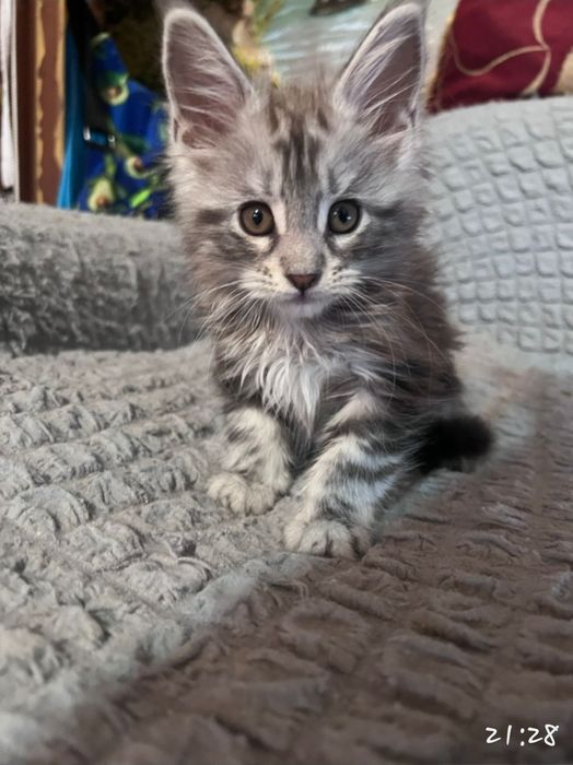 Котята Мэйн-кун шикарные!!!