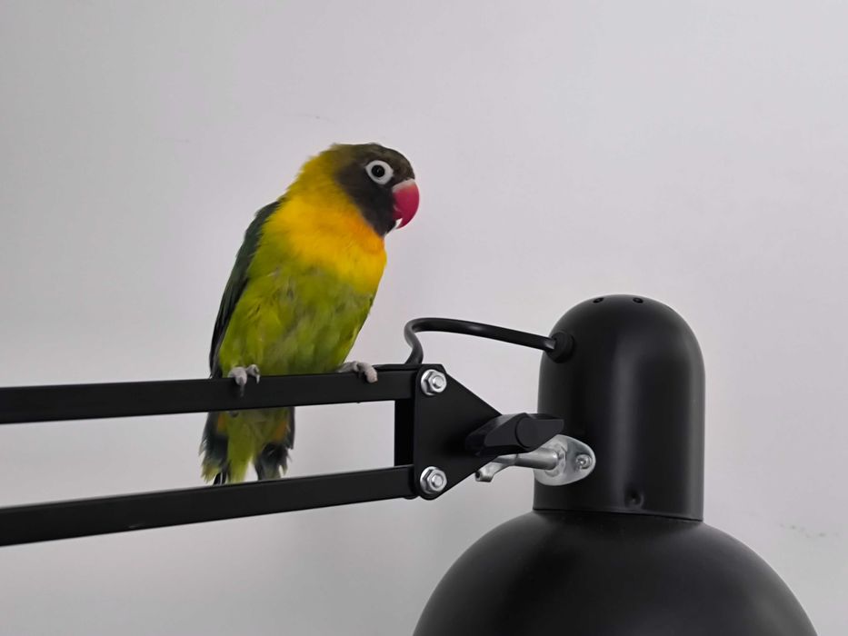 Попугай, неразлучника