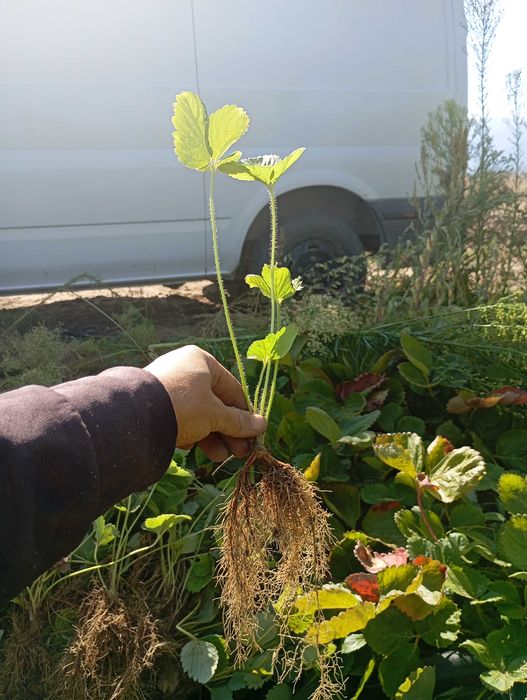 Продавам разсад ягоди сорт Алба