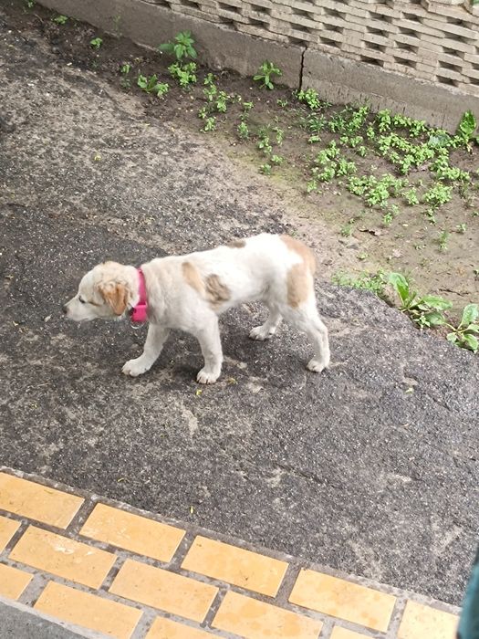 Щенок, дворняжка