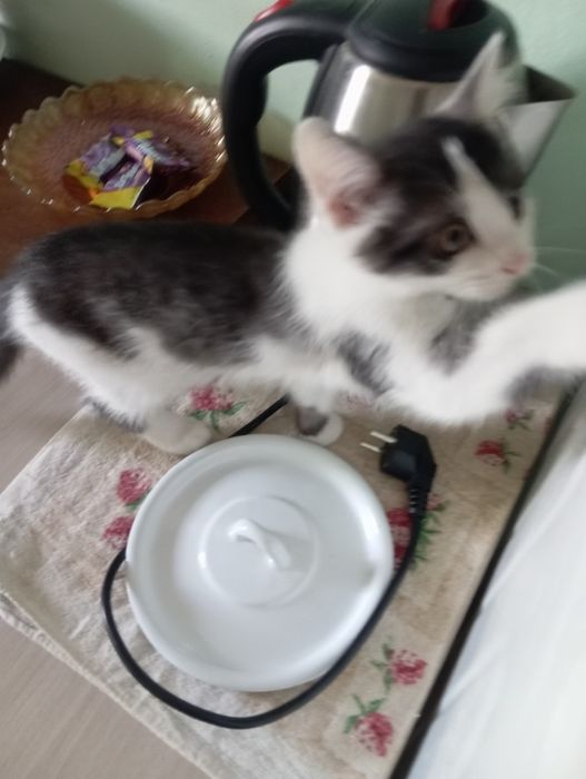 Отдам котенка бесплатно