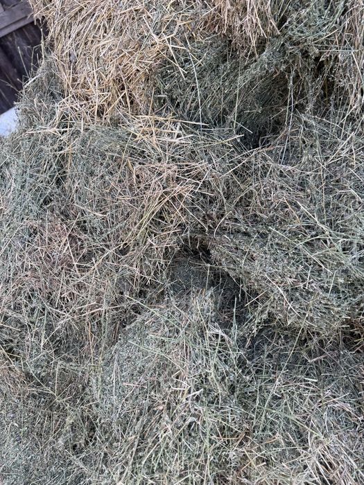 Жоңышқа сатылады